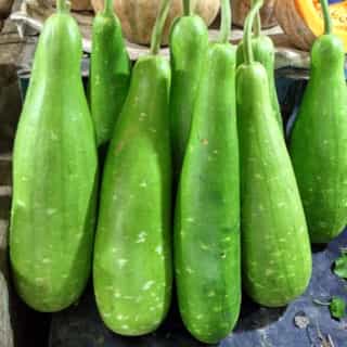 Bottle Gourd