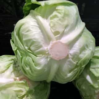 cabbage