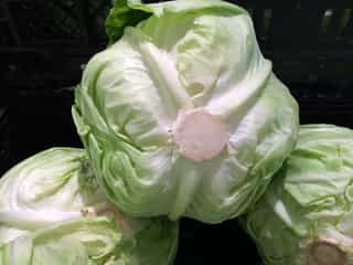 cabbage