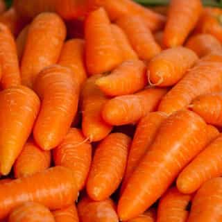 carrot