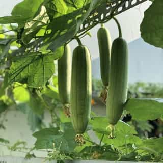 Luffa Gourd