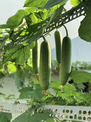 Luffa Gourd