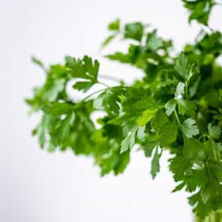 coriander