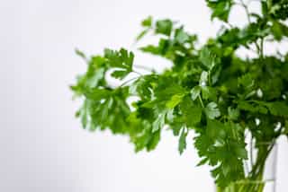 coriander
