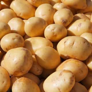 potato