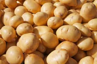 potato
