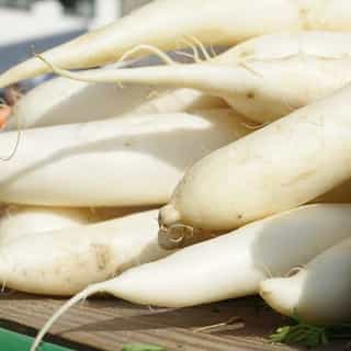radish