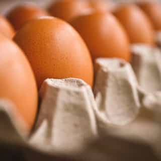 Egg