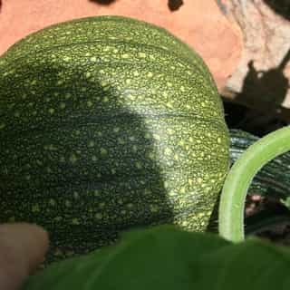 Green pumpkin