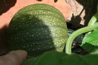 Green pumpkin