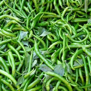 Green Chillies