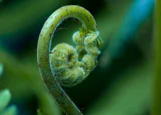 Fiddlehead fern