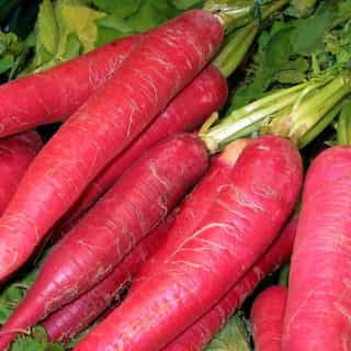 Red Radish