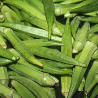 Lady Finger